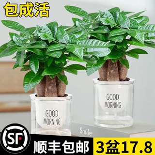 发财树小盆栽办公室绿萝箩水培绿植花卉植物室内花文竹四季好水养