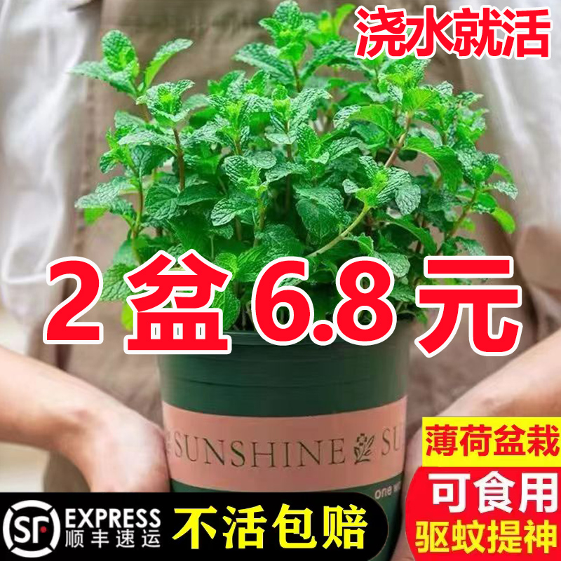 香草薄荷盆栽驱蚊办公室可食用