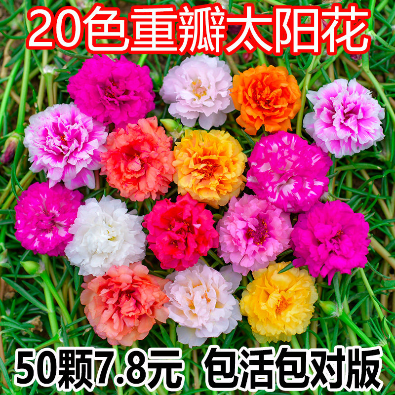 重瓣太阳花盆栽苗宿根带根带花苞四季开花植物室内室外好养花卉 红乐圣旗舰店 淘优券
