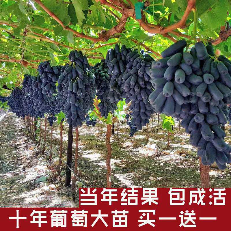 葡萄果树苗测试推荐果树苗