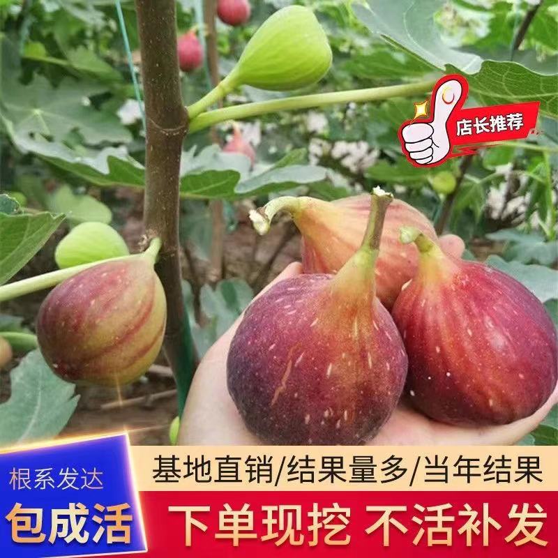 无花果鑫之缘当年结果