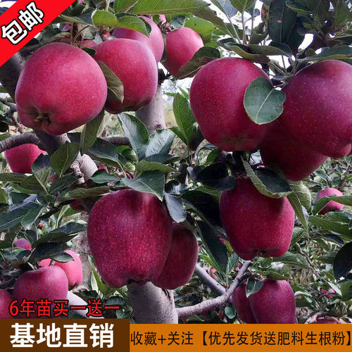 苹果果树苗鑫之缘红富士