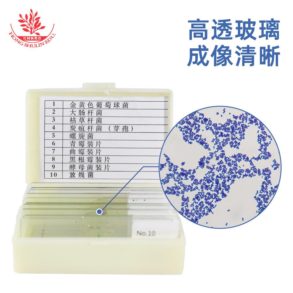 10种细菌微生物涂片病原生物与免疫学革兰染色球菌杆菌显微镜玻片