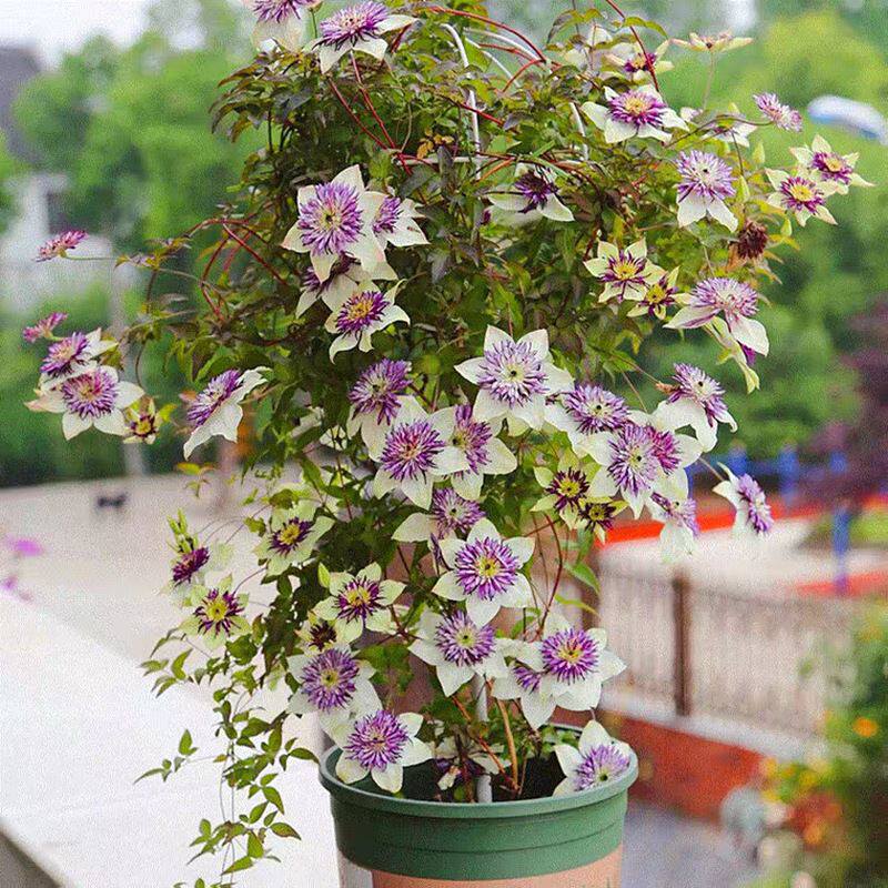 铁线莲大苗新幻紫千层雪f系花园阳台庭院耐寒爬藤盆栽多季节开花