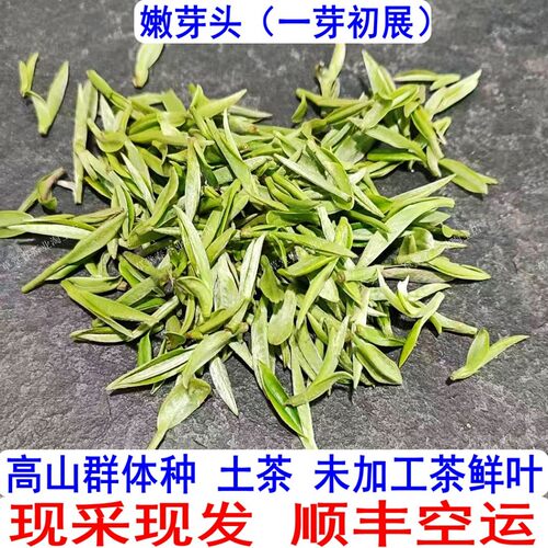 现采现发群体种嫩芽茶鲜叶空运