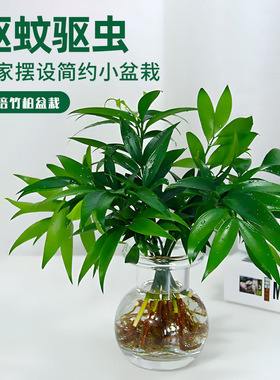 竹柏驱蚊竹水培植物室内客厅水养绿植花卉盆栽办公室桌面四季好养