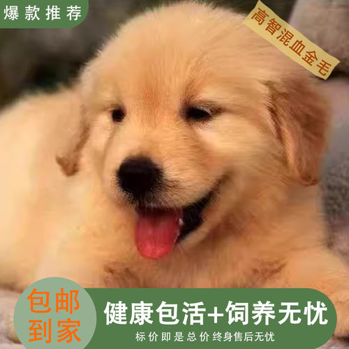 金毛混血便宜巡回犬活泼狗狗可爱枫叶红大型物大骨架导盲犬高智商