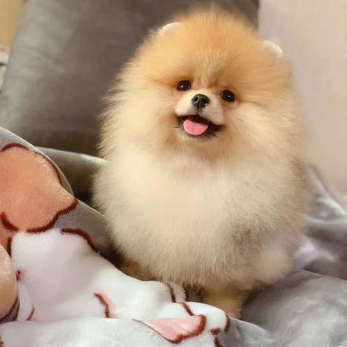 博美纯白家养博美幼犬超小体宠物狗狗茶杯犬俊介长不大袖珍犬活体