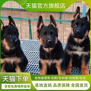 纯种平背德牧幼犬德国牧羊犬黑背警犬军犬大型看家狼狗德牧犬幼崽