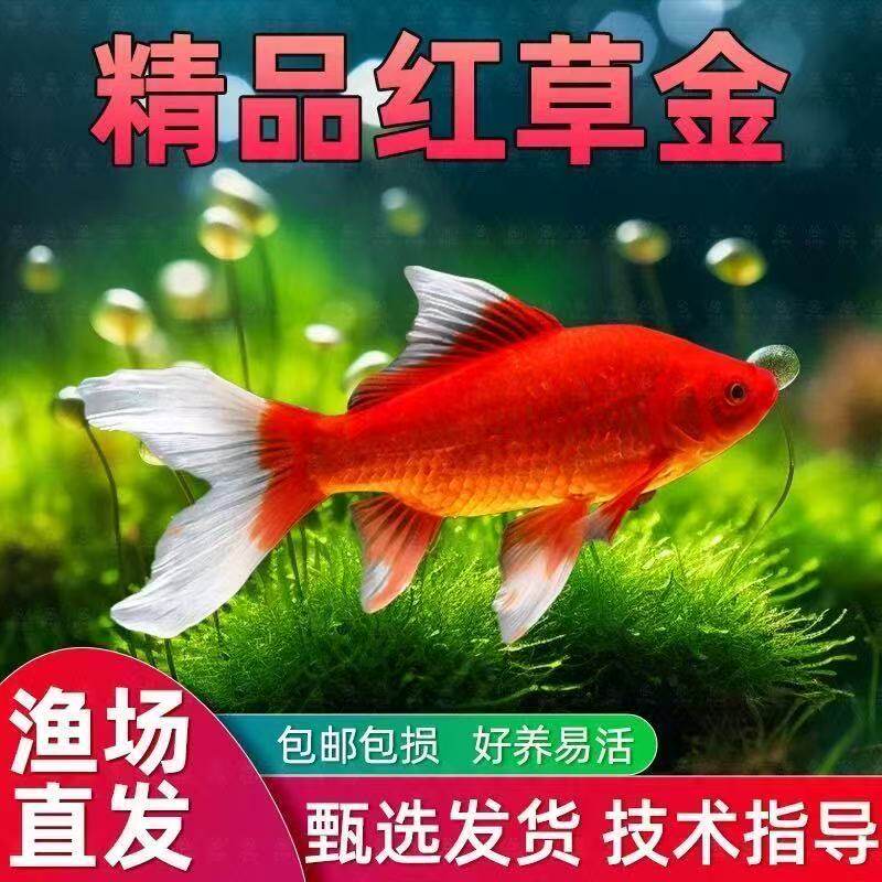 三色草金鱼宠物活体鱼红白