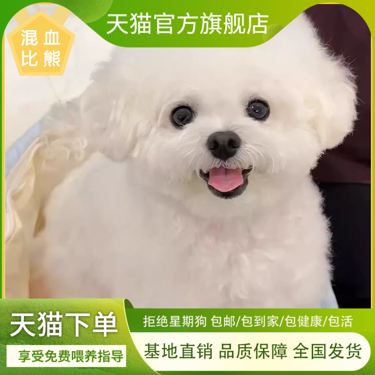 比熊混血大眼睛活体可爱活泼韩系聪明精品幼犬迷你长不大纯白色狗