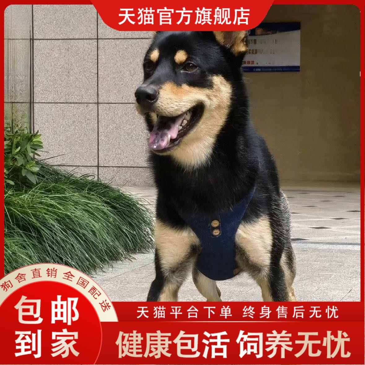 四眼铁包金农村广西土猎犬赶山犬银正品小狗狗土狗健康巡忠诚幼崽