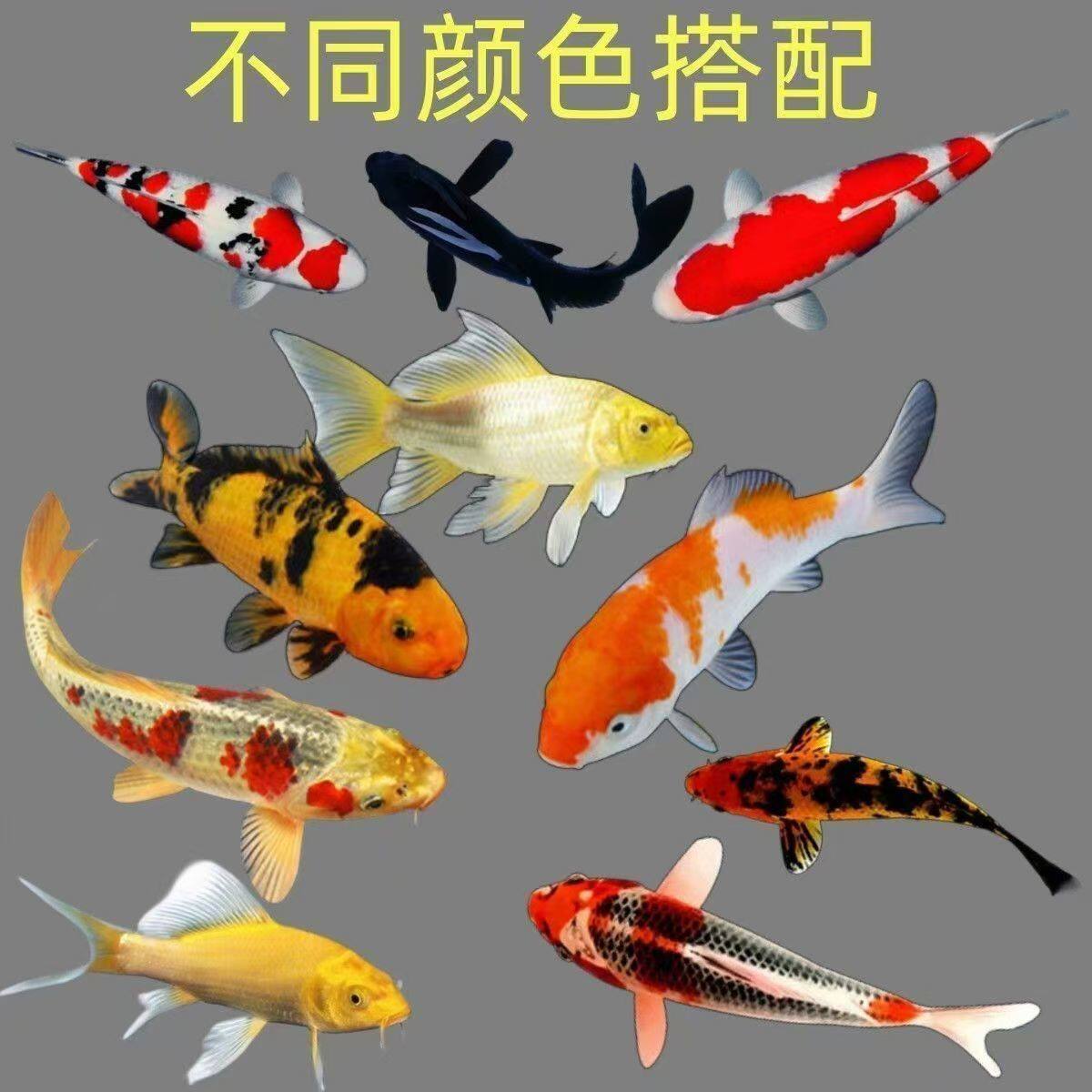 三色草金鱼宠物活体鱼红白
