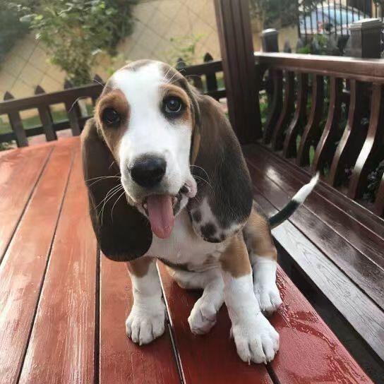 比格幼犬猎狗伴侣大头大耳朵活物犬米格鲁警犬可爱短毛幼崽狗狗狗