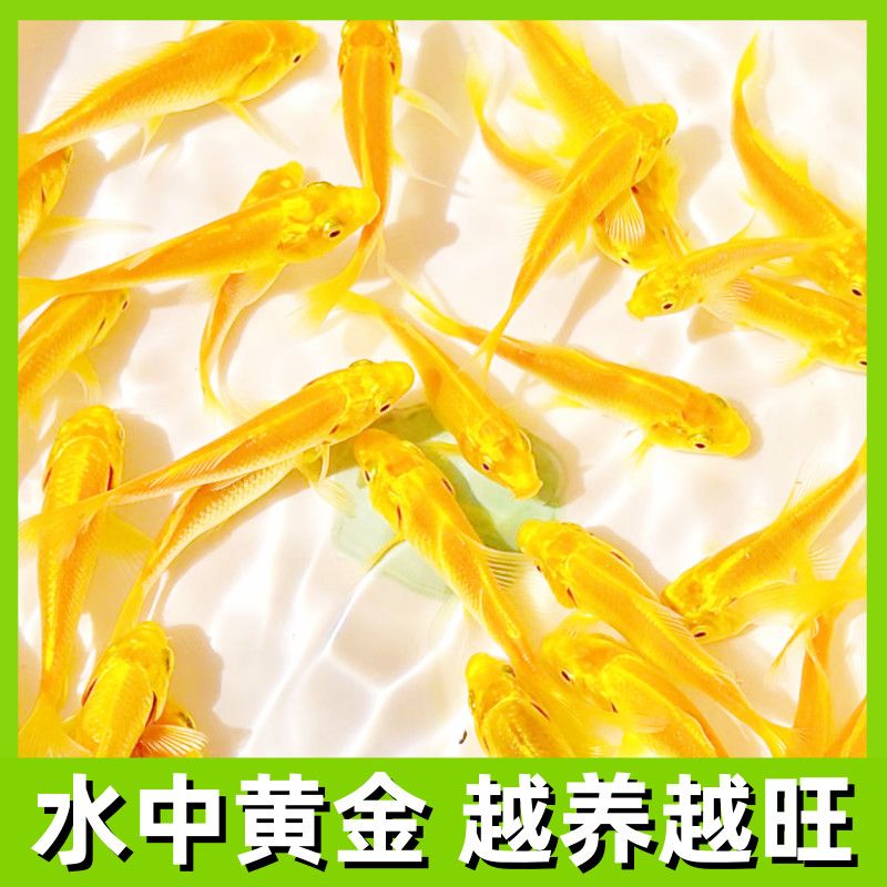 好养鲤鱼耐活淡水冷水观赏鱼家庭