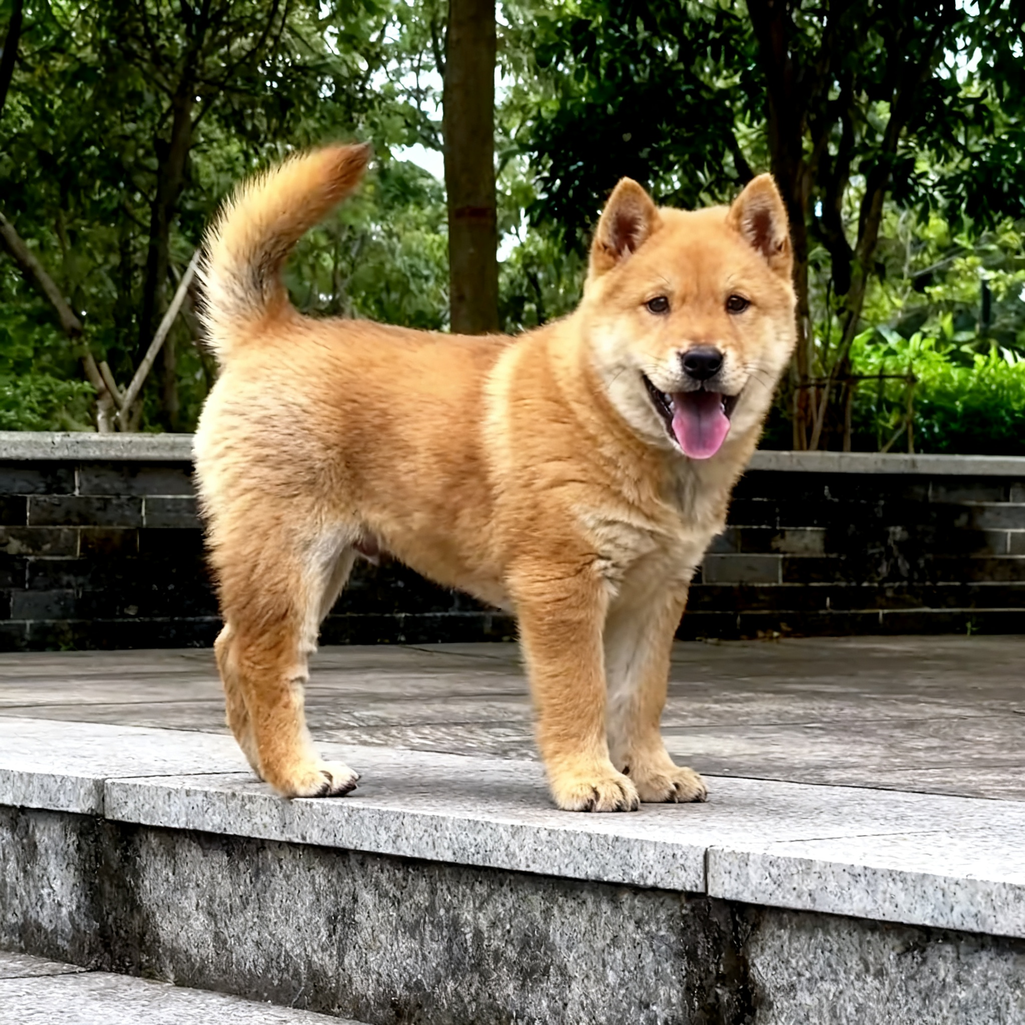 忠诚便宜广西土猎犬土狗狗农村