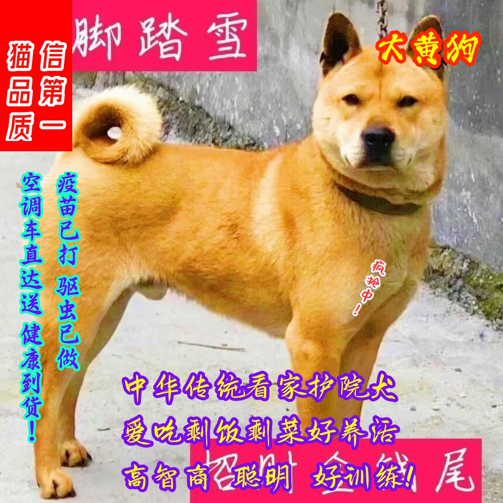黄狗幼犬中华田园犬狗崽好养活广西土猎犬白面大骨架便宜中大型犬