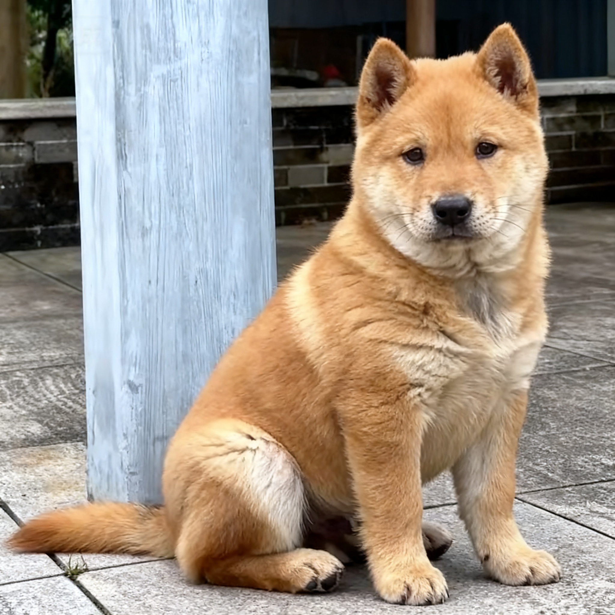 看家狗土狗不掉毛巡山犬幼崽白面