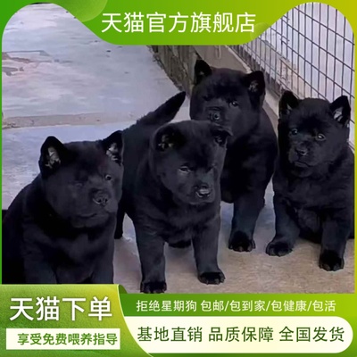 五黑犬幼犬黑狗虎头中华田园犬广西土猎犬看家护院狗短毛狗狗活体
