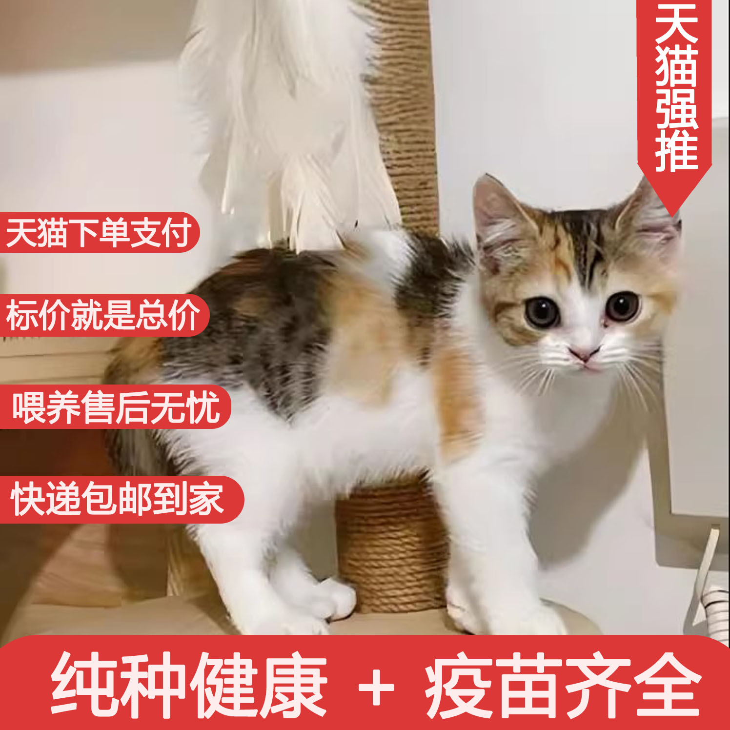 宠悦奇中华田园猫家养短毛