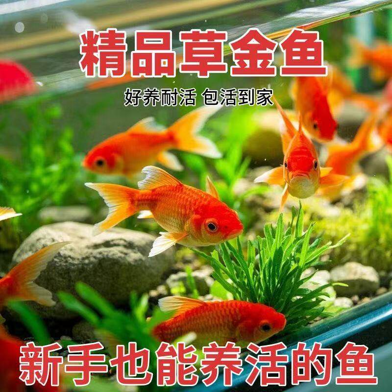 血统小型三色活鱼活体鱼小鱼