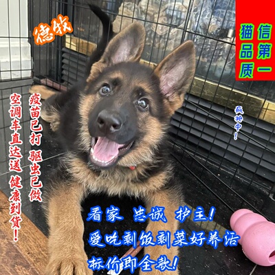 纯种德牧幼犬大型犬警犬德国牧羊犬看门狗活体正宗黑背弓背德牧犬