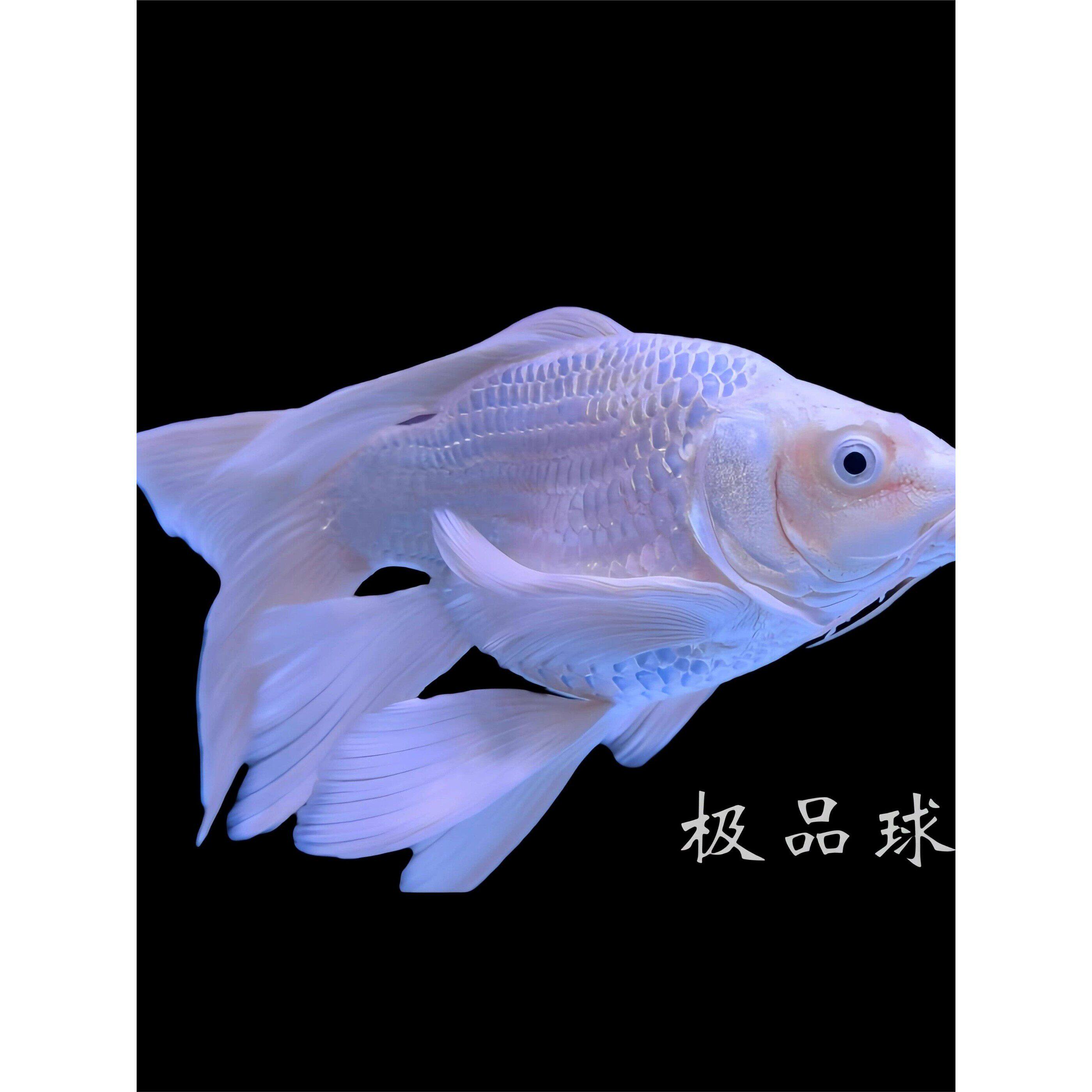 顺丰纯种蝴蝶鲤球体普身冷水淡水鱼苗金鱼观赏鱼锦鲤贵妃好养包活