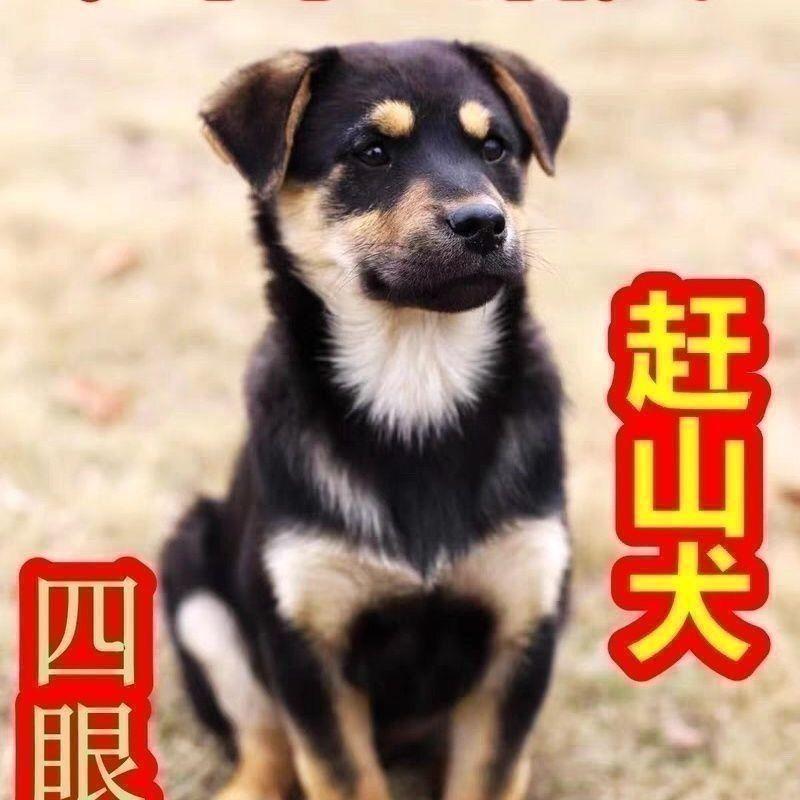 四眼铁包金好看便宜狗银看门狗忠诚活体狗小狗巡山犬短毛可爱土狗