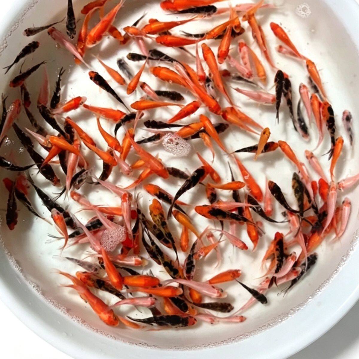 体大正昭和招财活鱼耐活鱼苗