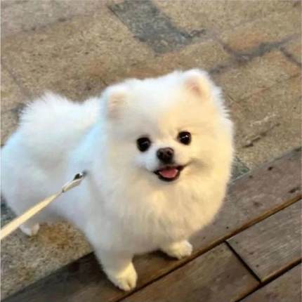 博美犬幼犬长不大茶杯犬白色博美俊介小型犬家养网红宠物狗狗幼宠