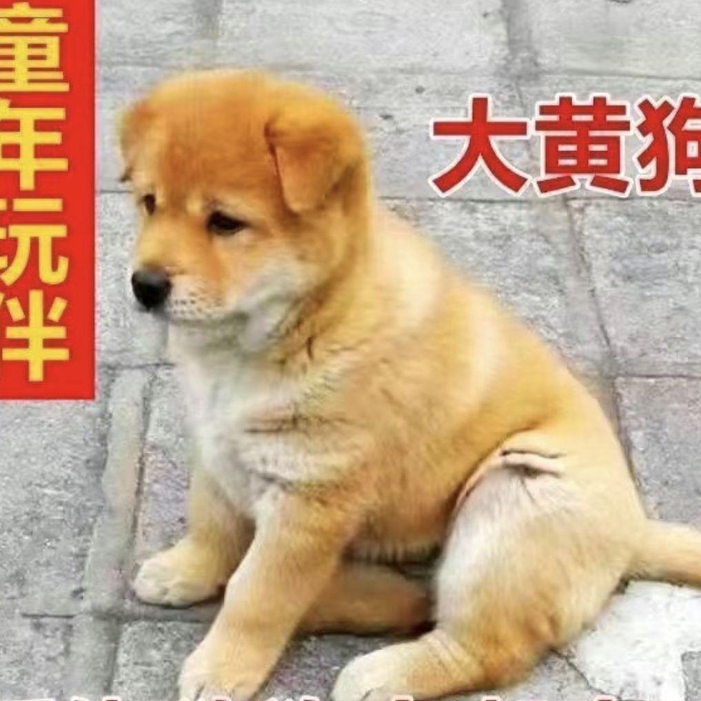 大黄狗幼犬看家狗短毛家养小狗狗猎犬狩正宗护主中华田园犬狗便宜
