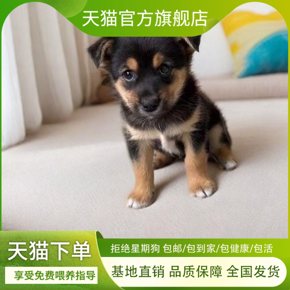 四眼铁包金健康看家护院忠诚虎头活体幼崽好养广西土猎犬小狗狗狗