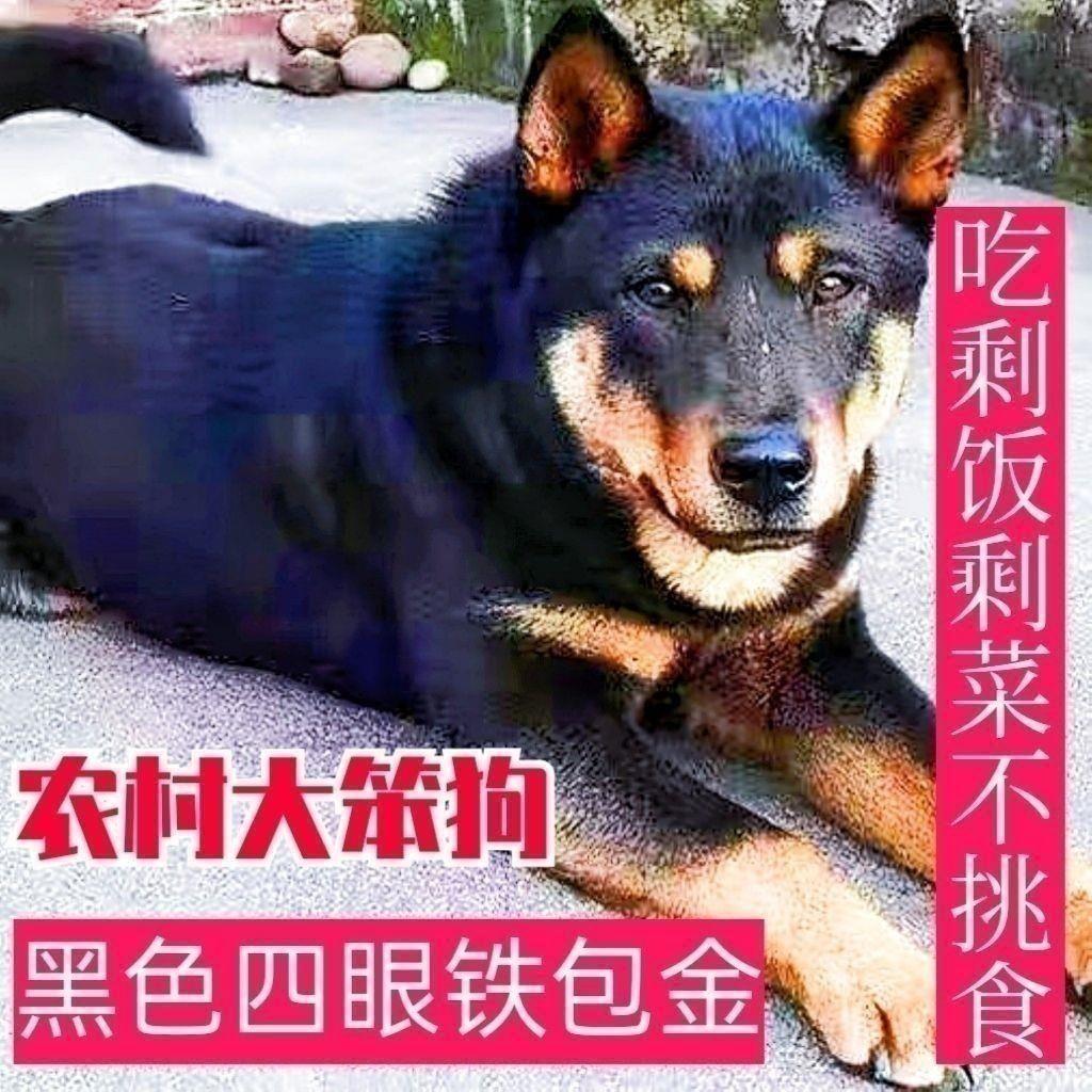 四眼铁包金小黑狗好养黑色狗宠物银活体广西狗犬狗狗土狗华园包邮
