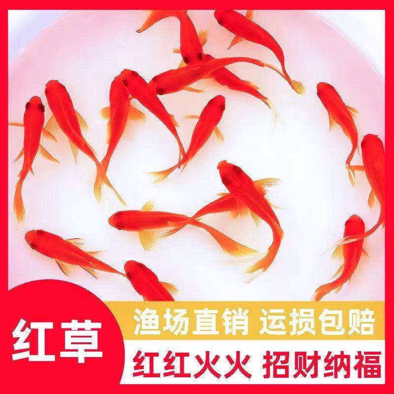 小金鱼日本芥子小型鱼淡鱼血统