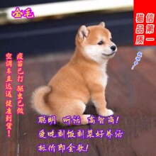 纯种柴犬活体豆柴幼崽宠物狗狗活体金毛幼犬秋田便宜小狗狗中型犬