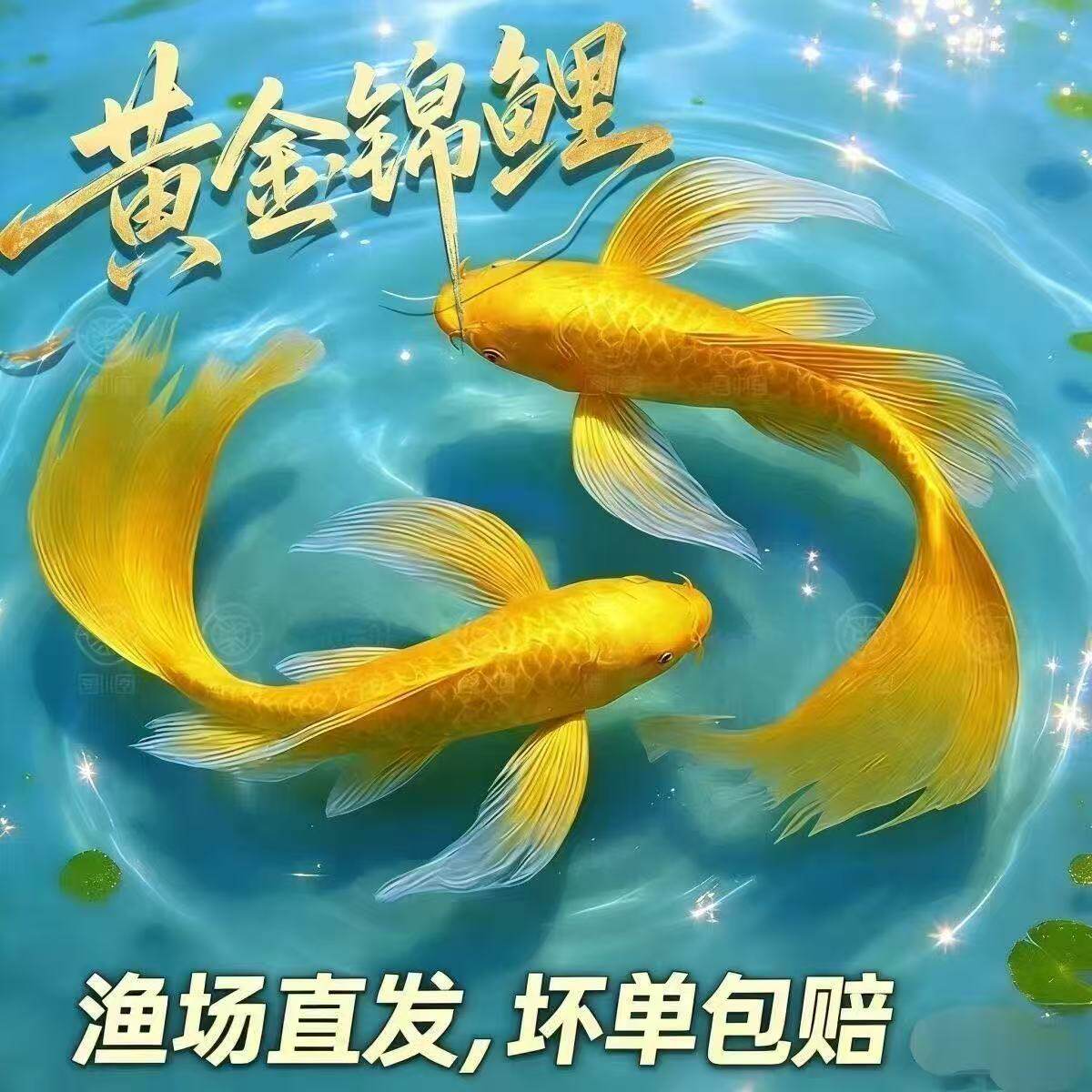 纯种鱼黄红红白血统鱼活体包邮