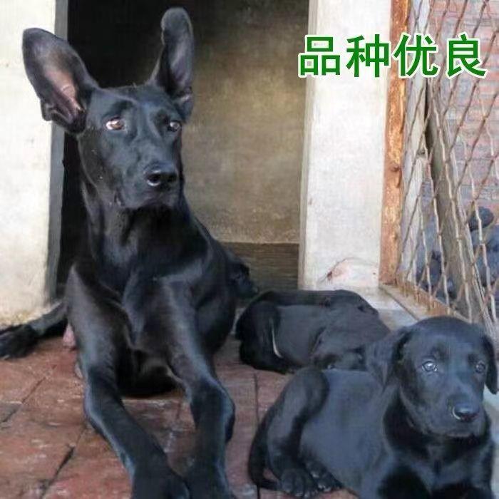 黑狼幼犬活物狗纯黑小狗家养放羊看门狗忠诚大型犬高智商正宗猎犬