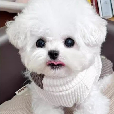 泰迪幼犬棕网红可爱黑色长不大棕色精品超萌幼崽小体活物贵宾犬狗