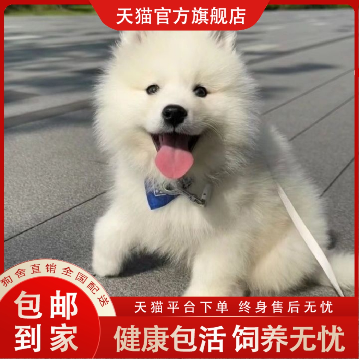 萨摩幼犬中大型爆毛耶纯白色活物便宜可爱家养家犬网红小狗大骨架