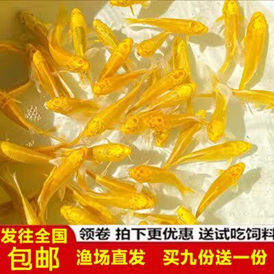 金鱼养不死好养耐活冷水鱼鲤鱼