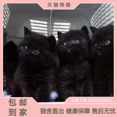 田园猫宠悦奇家养短毛