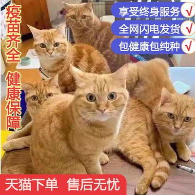 宠悦奇中华田园猫家养短毛