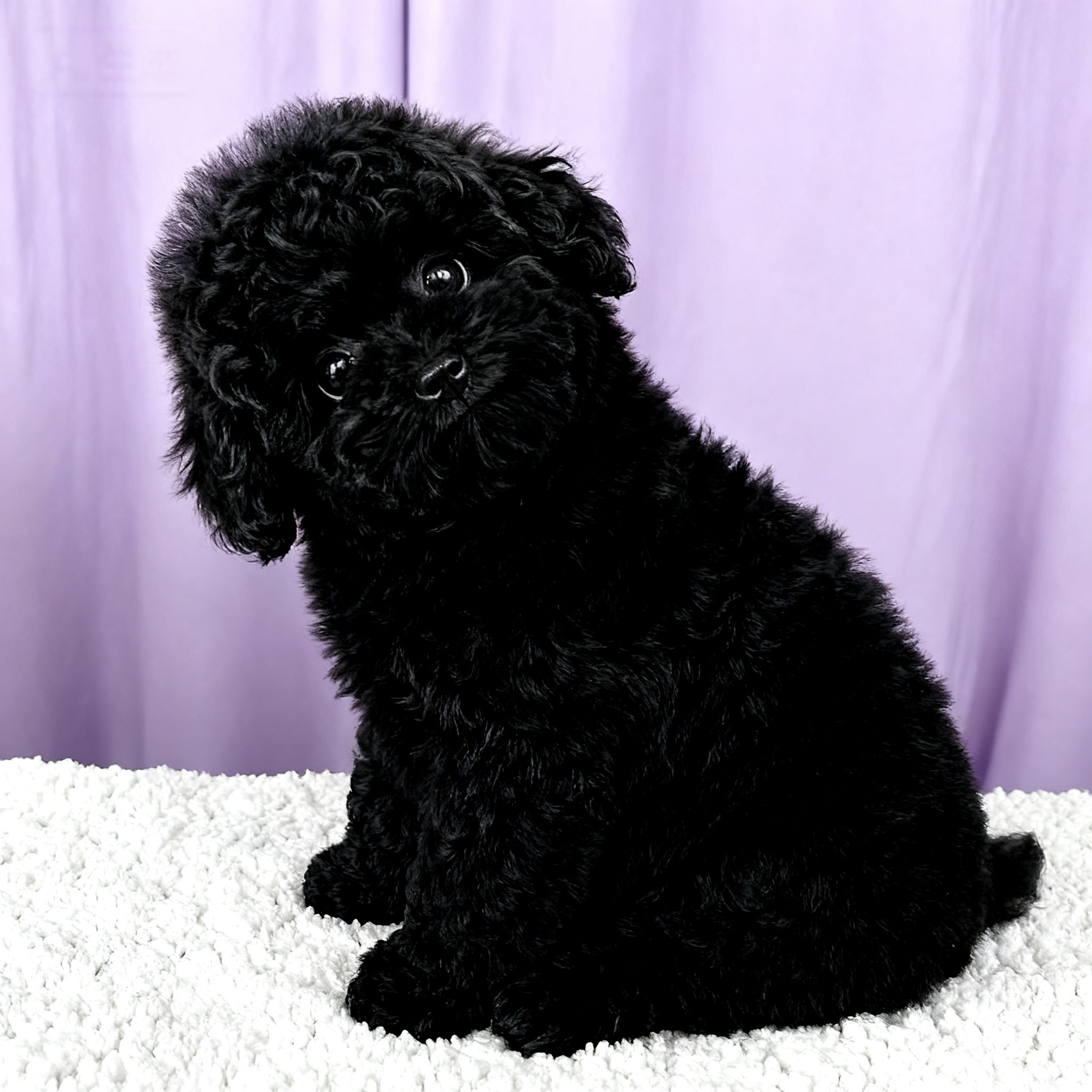 泰迪幼犬小体幼崽陪伴黑黑色超萌