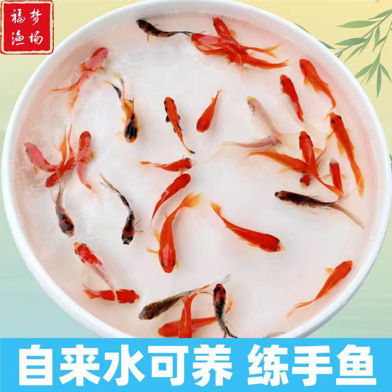 锦鲤顺丰包邮鲤鱼好养鱼三色活体