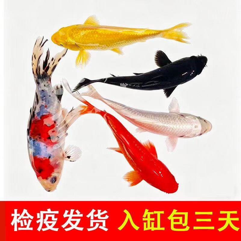 活鱼苗小鱼草金鱼锦鲤黄金小型三色淡水鱼鱼蝴蝶鲤血统鱼顺丰鱼鱼