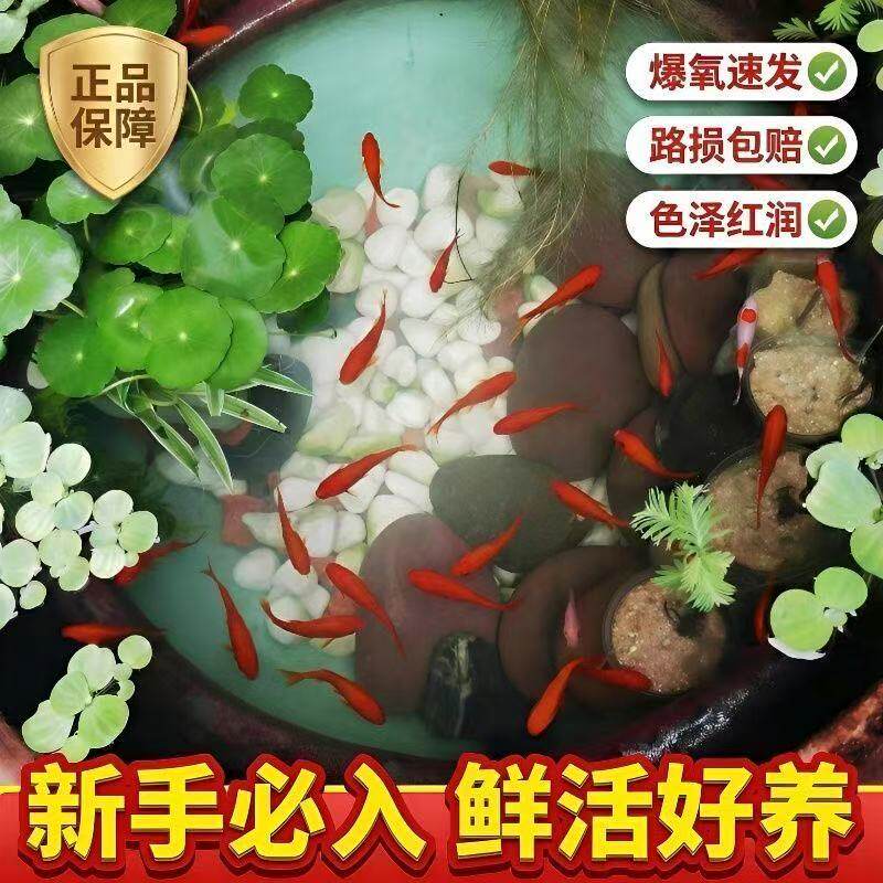 便宜小金鱼好养黑白鱼苗活鱼顺丰