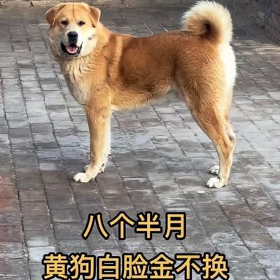 大黄狗幼犬中华田园犬白面忠诚巡山犬活体便宜家养农村土狗狗正宗