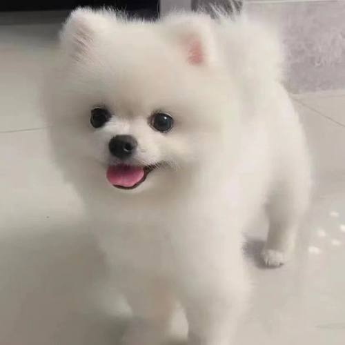 博美幼犬小白长不大小博美超萌小型犬家庭小狗网红健康宠物狗幼宠