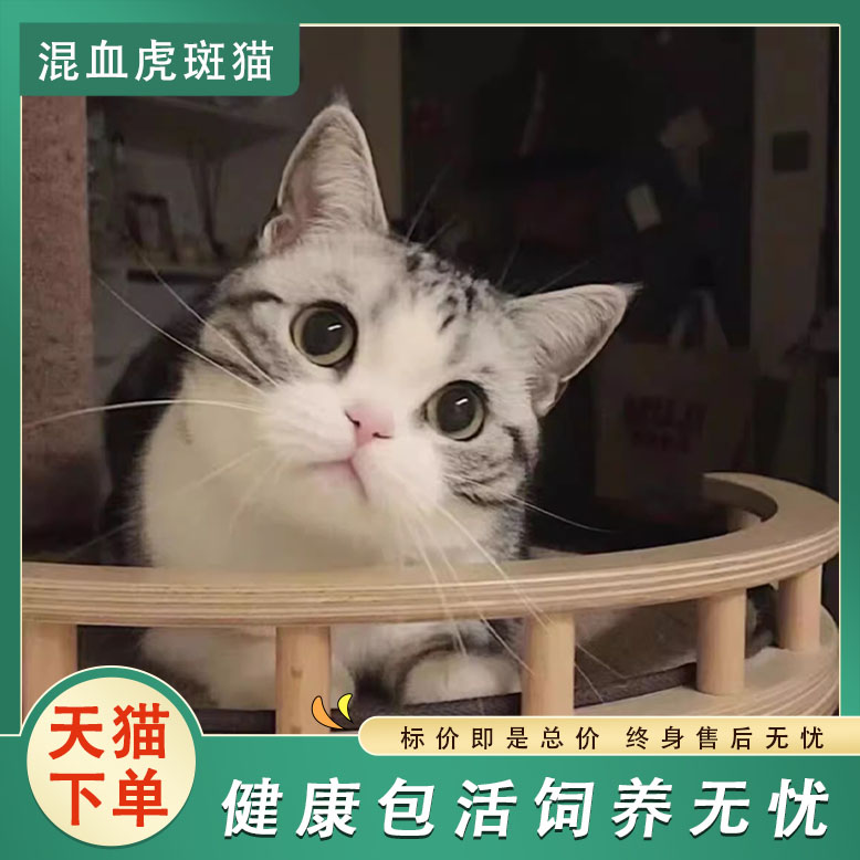 美短虎斑猫混血好养活温顺短毛猫小猫咪不掉毛幼宠加白网红幼猫