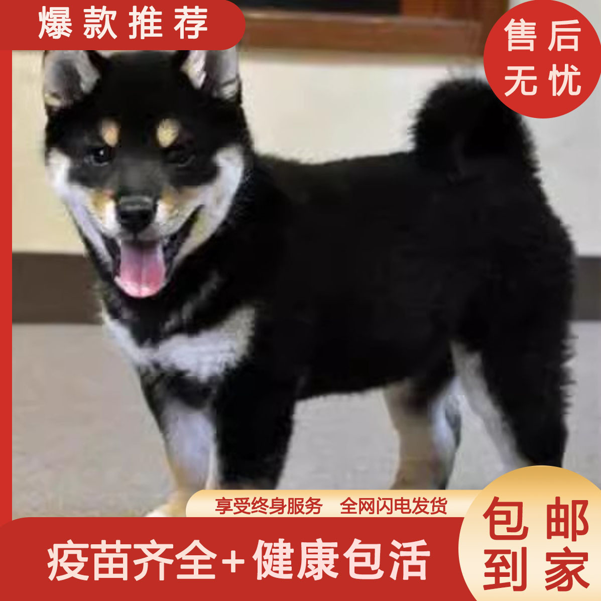 四眼铁包金德牧混血广西土猎犬短毛看家狗看门狗好养打看狗狗正宗